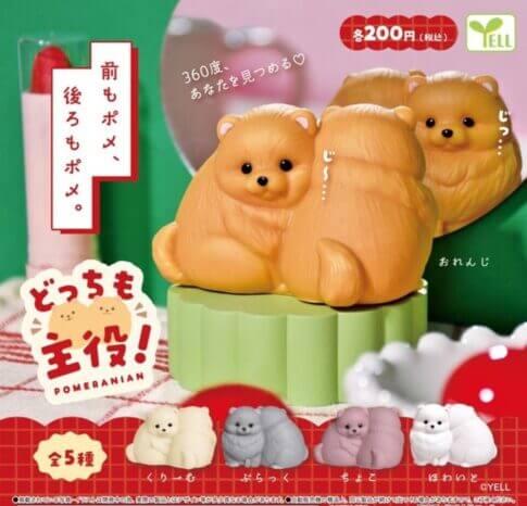 ガチャガチャ「どっちも主役！ポメラニアン」